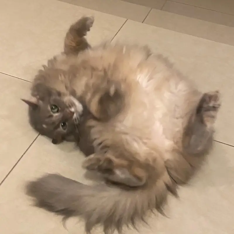 Gato de pelo largo recostado boca arriba